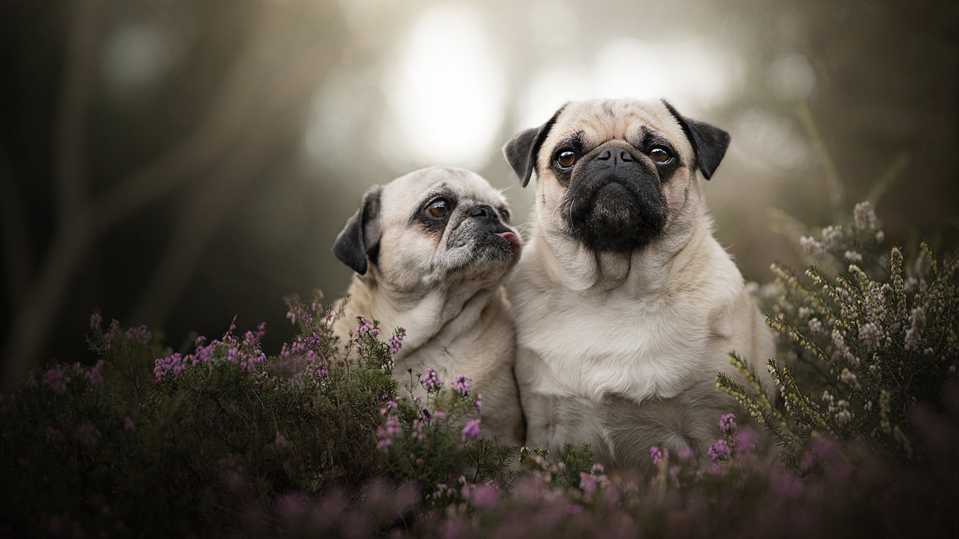 DOTA2新版本解读：英雄改动与战术演变，赛事格局将如何变化？，dota2 最新改动