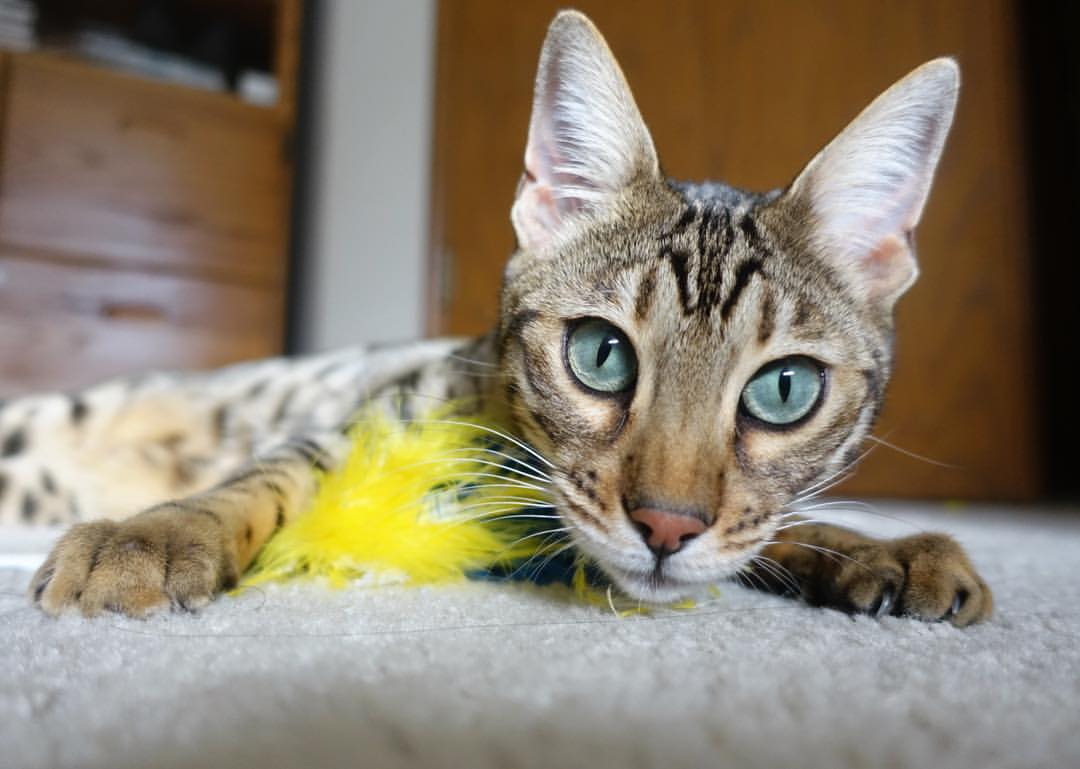 中国女子篮球队海外友谊赛,向世界展示中国风采,外媒中国女篮