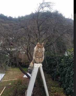 加布里埃尔·卡瓦略在国际队表现出色，吸引海外关注，加布里埃尔·瓦尔加