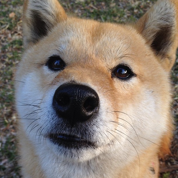 在男子团体四分之一决赛中，伊朗队以3_0击败日本队，创造历史性胜利。