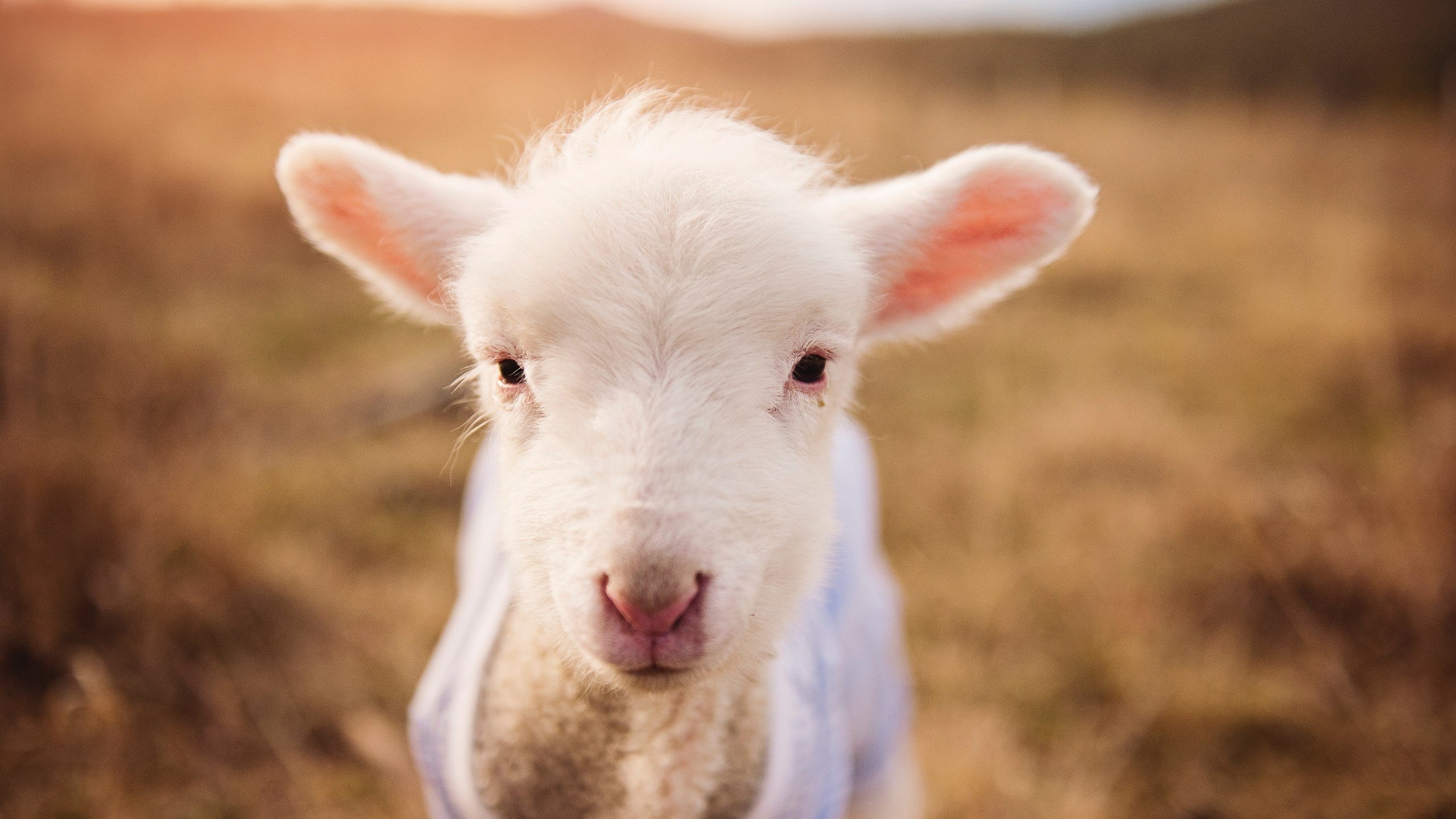 未来篮球:智能场馆、AR广告带来无限可能,篮球场智能化运营方案