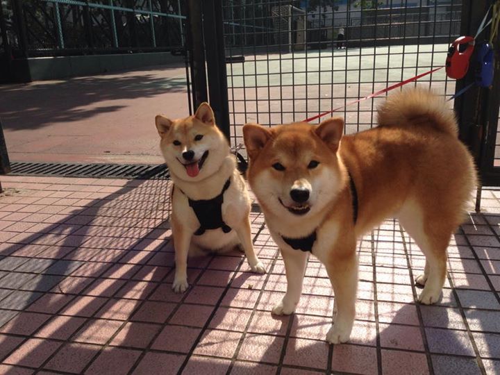 篮球运动装备品牌加大市场推广力度，篮球装备品牌排行榜