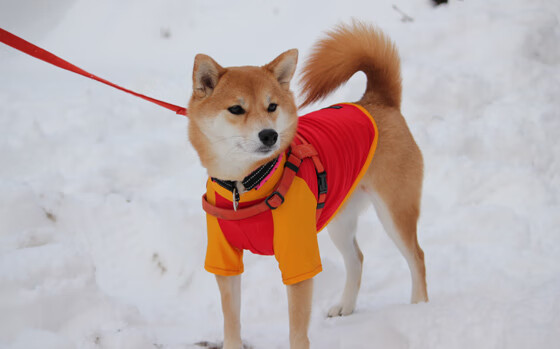 篮球运动装备品牌加大市场推广力度,篮球装备品牌排行榜