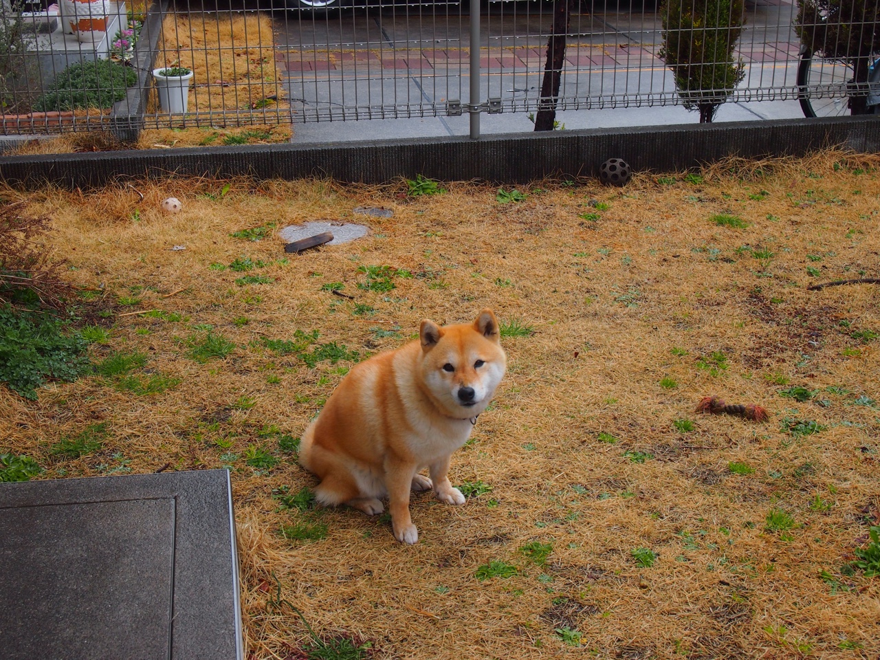 赛季中,他多次用“钢铁意志”在关键时刻完成“完美封盖”!,钢铁意志特效