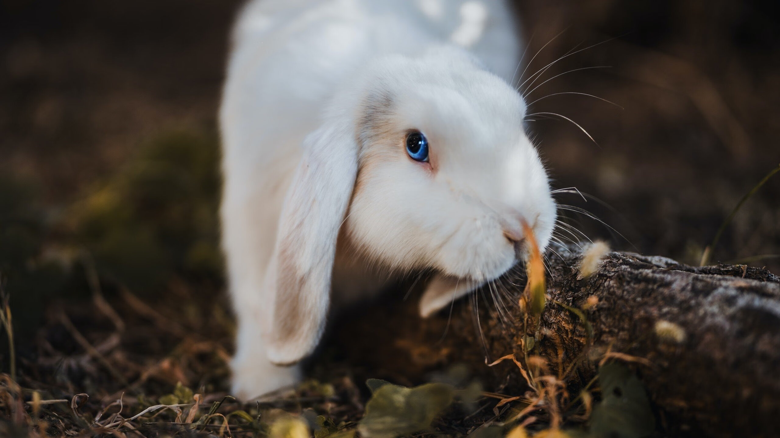中国篮球运动文化推广策略，中国的篮球文化现状