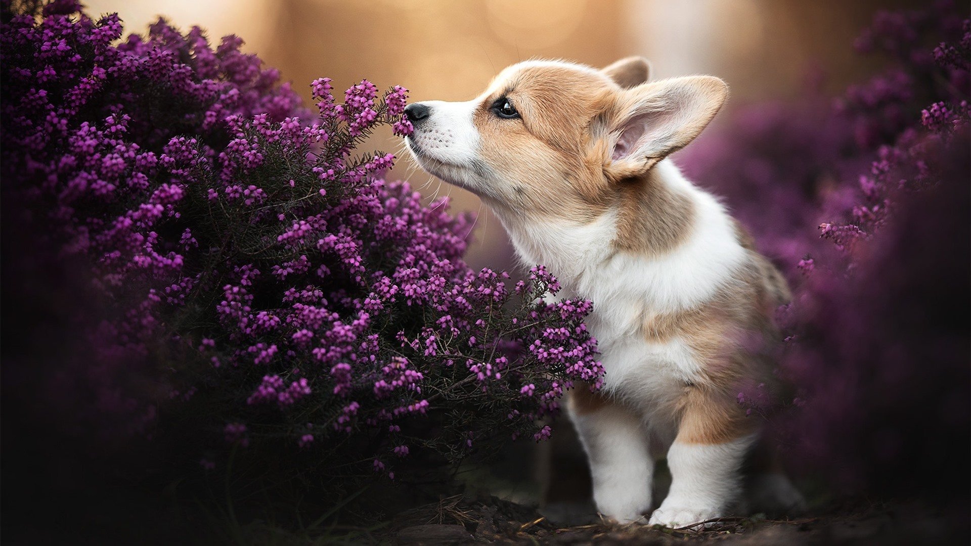 南特签下国际名将,期待他带领球队走向成功,南特签下国际名将,期待他带领球队走向成功英文