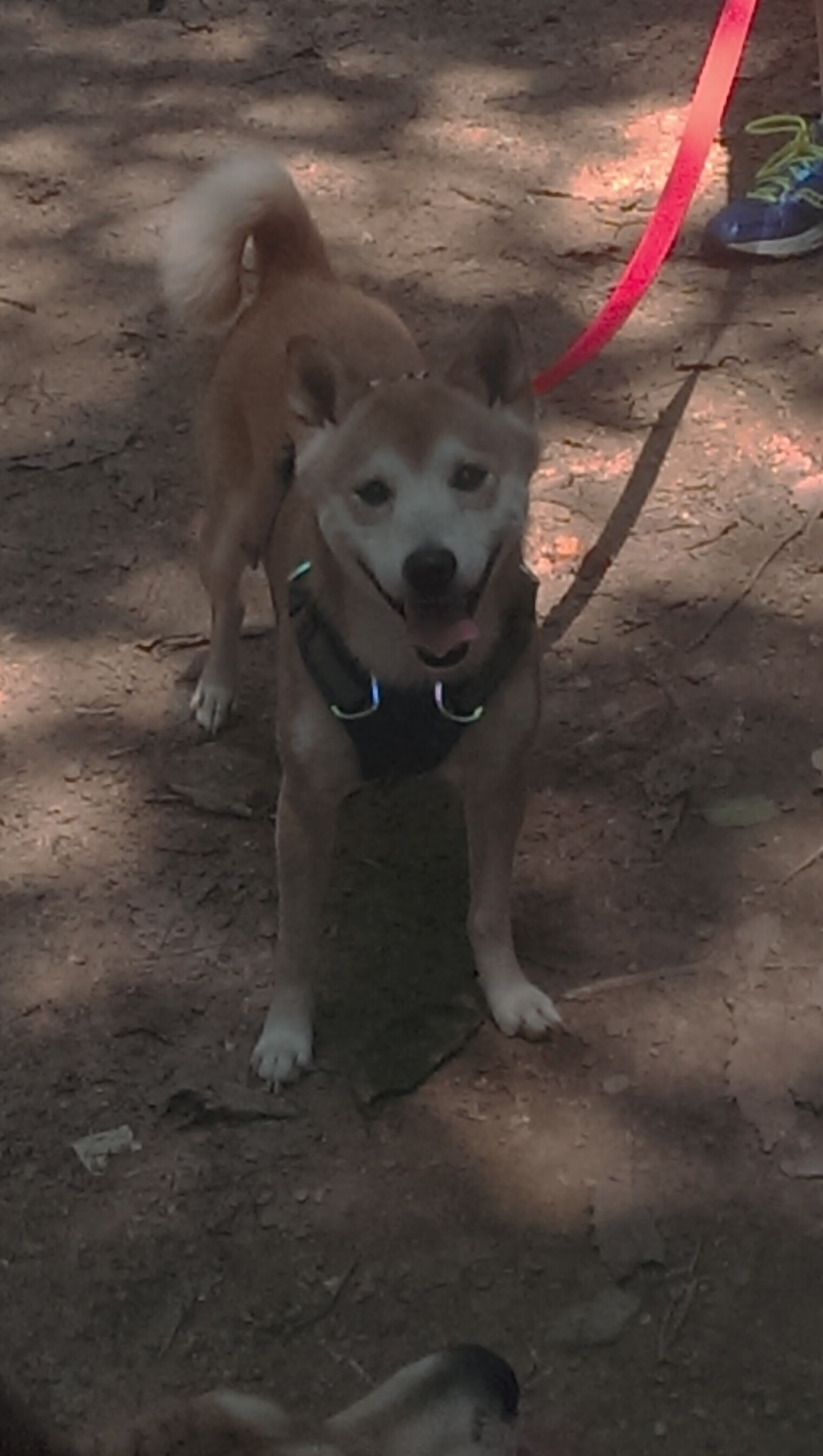 南特豪取山东鲁能主场三分,提升士气备战,南特对特鲁瓦