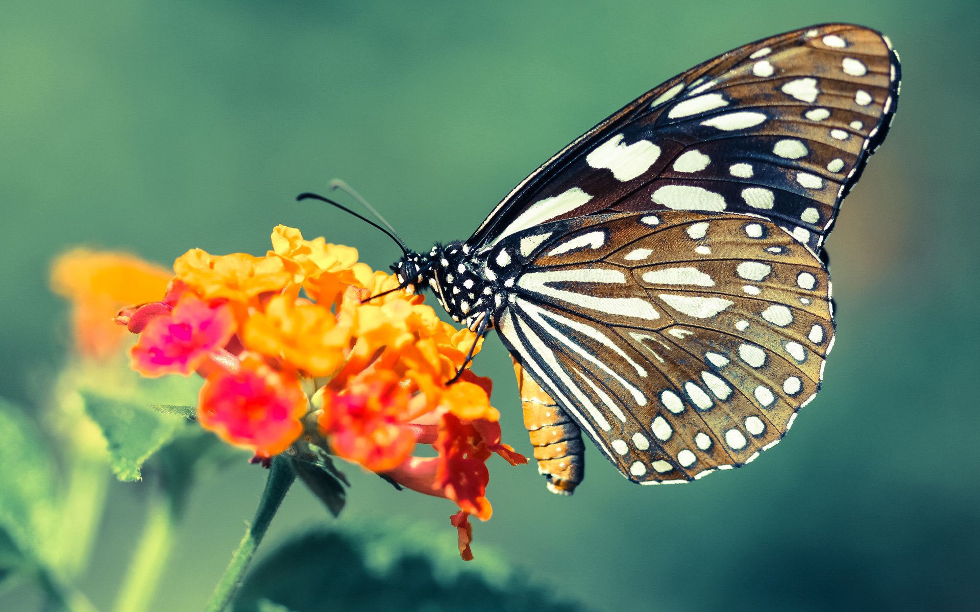 掘金内外结合攻势猛烈,掘金内内