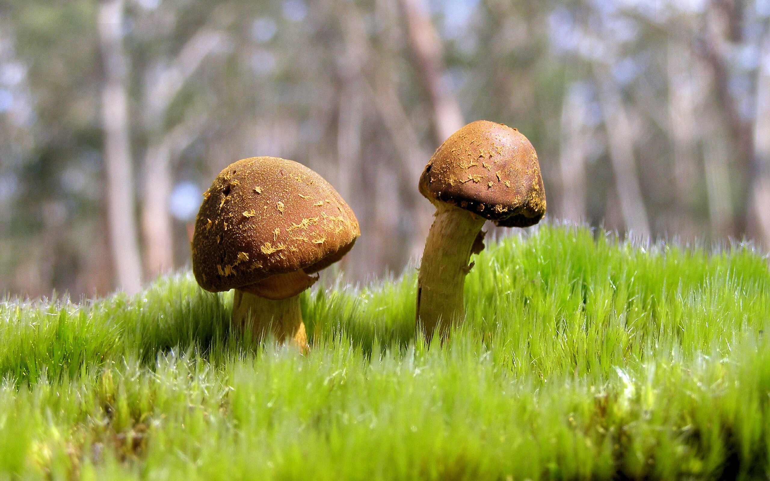 掘金再添胜场稳定冲击榜首，掘金首发