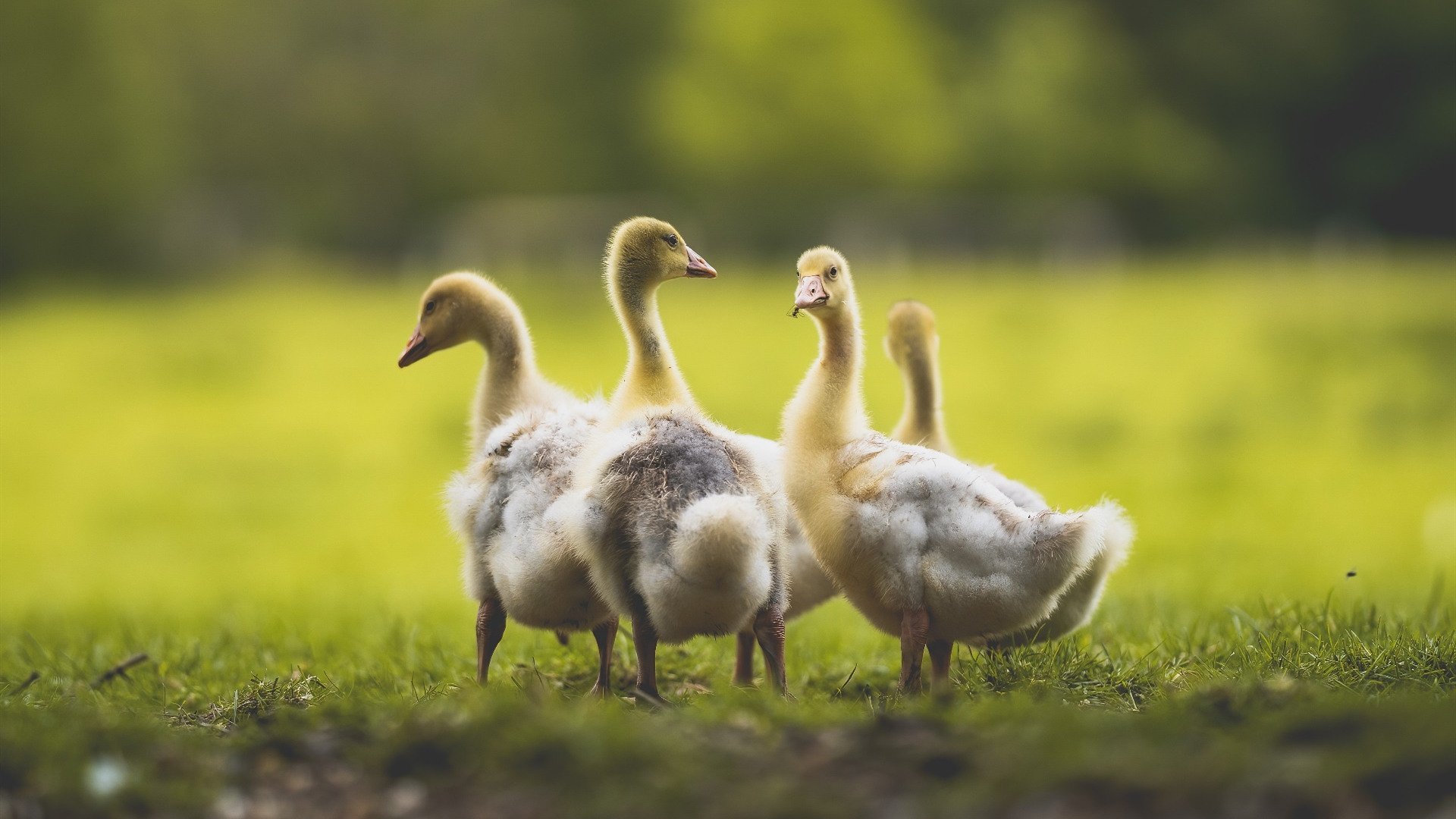 曼城挑战阿贾克斯:各自实力碰撞,曼城签阿克