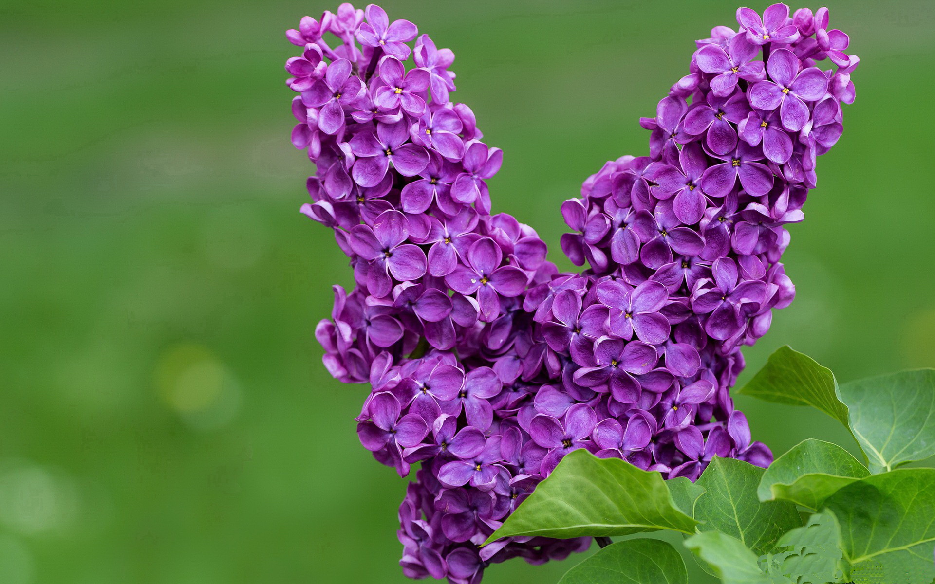 热刺主场小胜诺里奇,稳固前四位置,热刺中场引援
