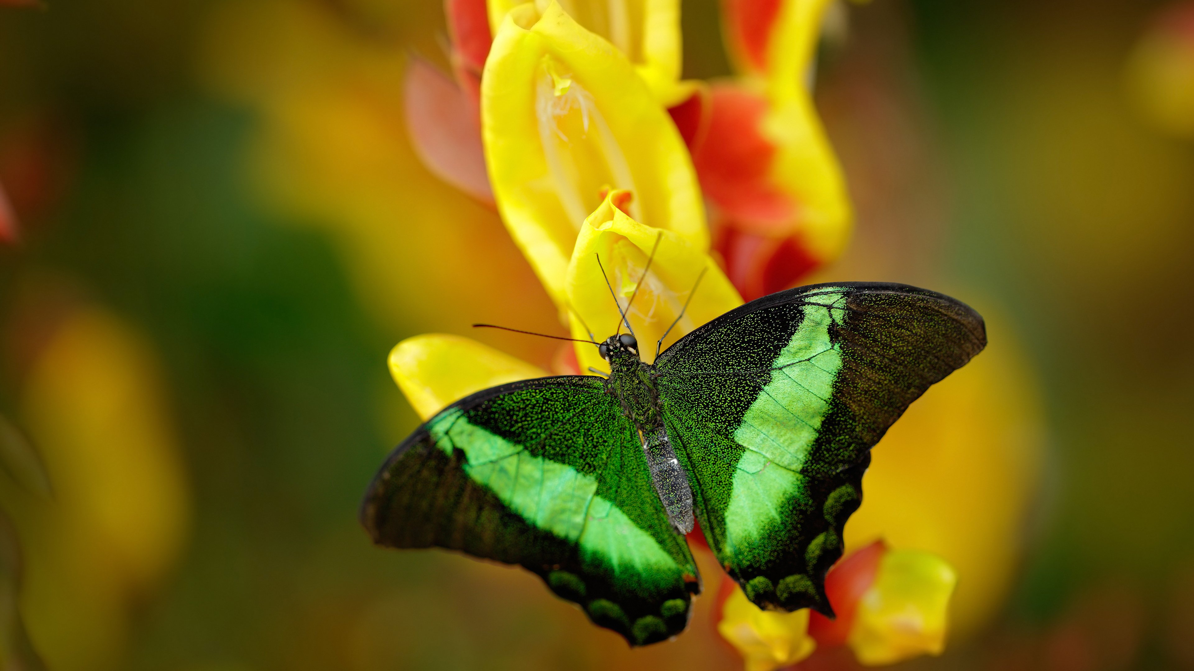 热刺主场小胜诺里奇，稳固前四位置，热刺必胜