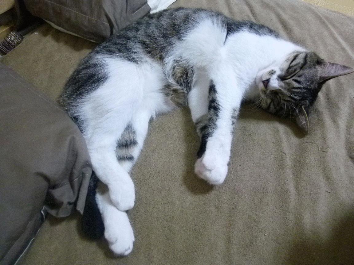 青年队是否应每赛季强制对抗主力阵容模拟实战，青年队算职业球员吗