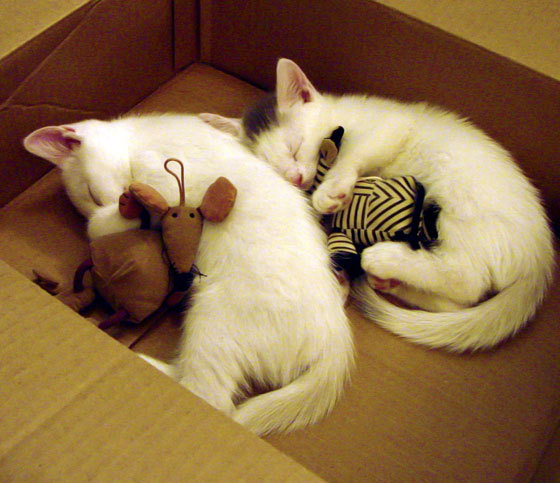 体育教师继续教育发展路径,体育教师继续教育发展路径有哪些