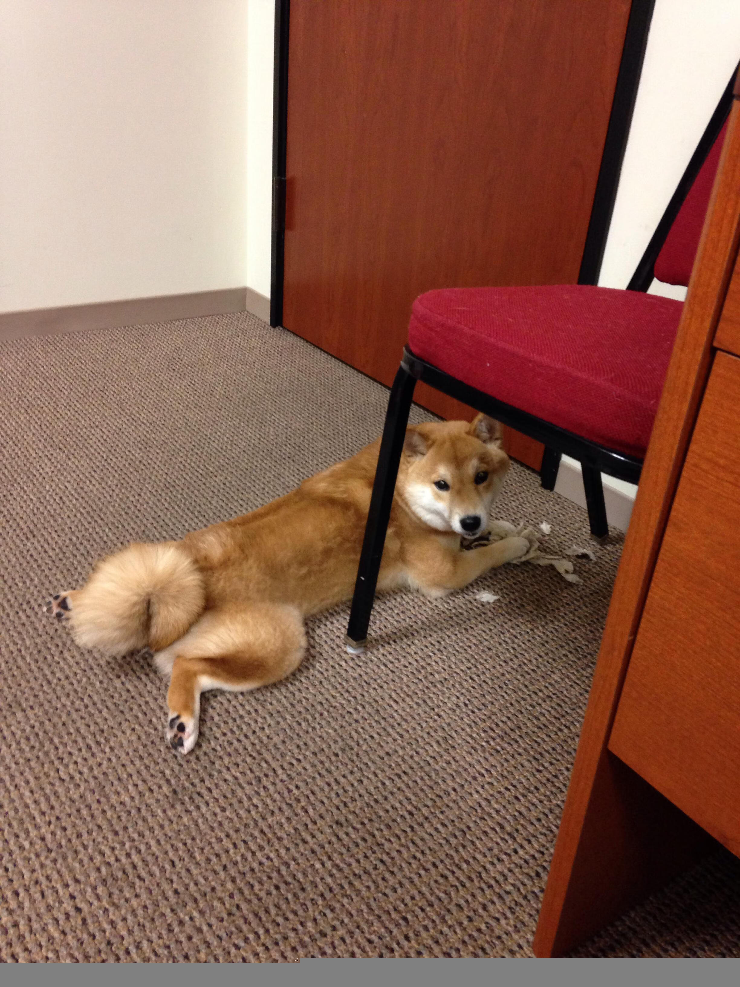 体育赛事安全风险管理,体育赛事风险类型及防控措施