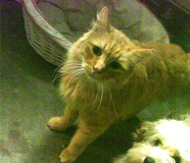 纪录刷新：本赛季无人可及的技术奇迹，赛季记录是什么