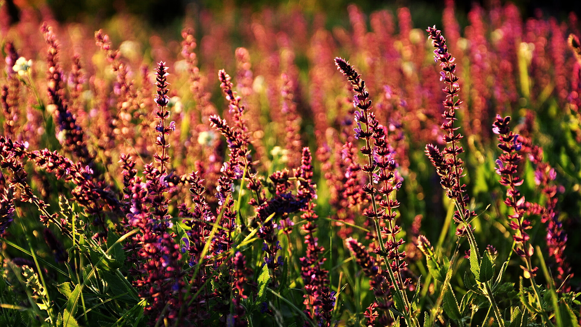 中国女篮打造快节奏防守反击核心战术,中国女篮战术分析