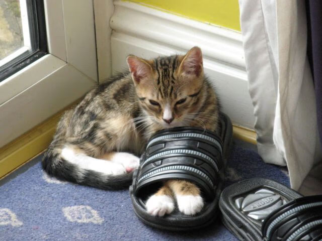 体育频道推出中国篮球故事专题讲述幕后奋斗与坚持，篮球体育节目