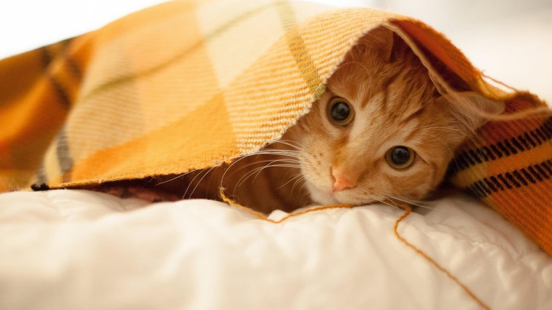 莱德基800米自由泳赛场再创佳绩，莱德基800米记录