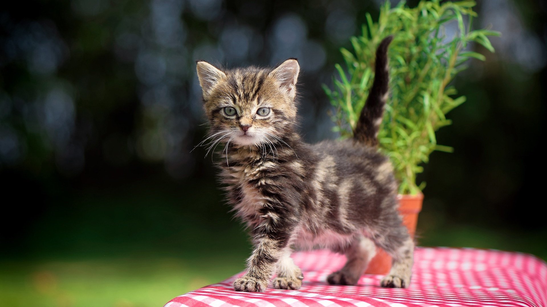 跳水动作流畅摩纳哥赢得掌声，摩纳哥奥运